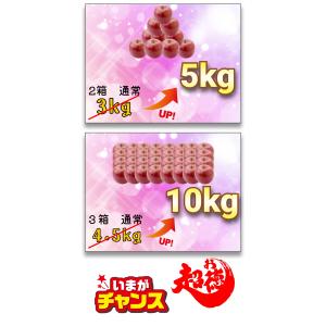 【光センサー選果保証】 高糖度 青森県産 りん...の詳細画像4