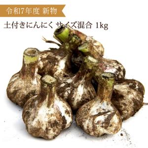にんにく 青森県産 にんにく1kg SML混合 土付き 令和3年度産 福地ホワイト六片種