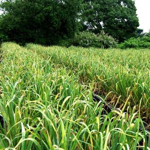 青森県産 令和7年度産 サイズ混合 にんにく ...の詳細画像1