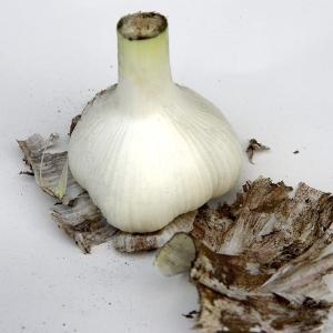 青森県産 令和7年度産 サイズ混合 にんにく ...の詳細画像2