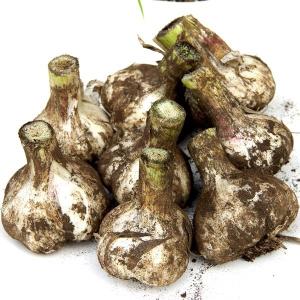 青森県産 令和7年度産 サイズ混合 にんにく ...の詳細画像5