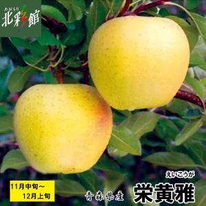 ◆【栄黄雅（えいこうが）約3kg】青森県産りんご　送料込み・産地直送 青森