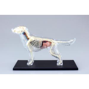 犬 解剖スケルトンモデル 4D VISION 動物解剖モデル No.12 立体パズル