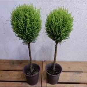 ゴールドクレスト 寄せ植え 園芸用品 の商品一覧 花 ガーデニング 通販 Yahoo ショッピング