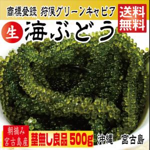 【 A級品 500g 】250g×2箱 250gにタレ2P　登録商標　海ぶどう　茎無し　A良品　500g 沖縄 宮古島 海ぶどう 直送 池間島 登録商標 送料無料｜aotokokoro