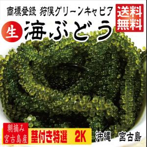 【 茎つき 2kg 】250g×8箱 250gにタレ2P　登録商標　海...