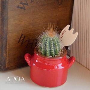 サボテン プレゼントの商品一覧 通販 Yahoo ショッピング