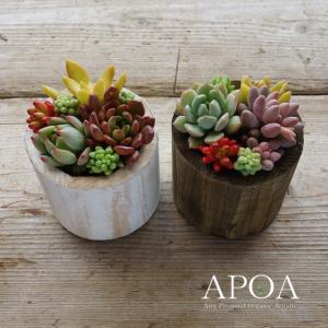 多肉植物 寄せ植えのランキングtop100 人気売れ筋ランキング Yahoo ショッピング