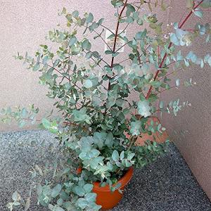 ユーカリ グニー 8号鉢 【品種で選べる植木苗/8号ポット/1個売り