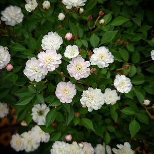 池田　バラ挿し木苗　ゆうぜん Rose Farm KEIJI | ばら作家、國枝啓司が生み出す「和ばら」を栽培する