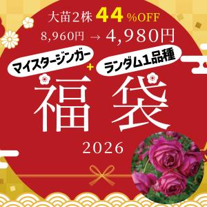 再販売 バラ苗 大苗 新春福袋 『ハルシオン』＋ランダム1品種合計2株