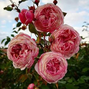 3弾 ノーマル スイング バラ売り 楽天市場】 バラ苗 > イングリッシュローズ David Austin : 大神