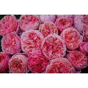 バラ苗 即納 大苗 18cmポット アルカーナの詳細画像2