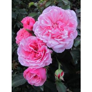 バラ苗 即納 大苗 18cmポット 花千鳥 : Apple Roses - 通販 - Yahoo