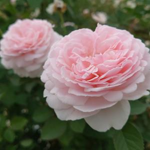 バラ苗 即納 大苗 18cmポット ノーブル ハート : Apple Roses - 通販