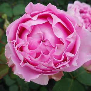 バラ苗 即納 大苗 18cmポット ミルフィオーリ : Apple Roses - 通販