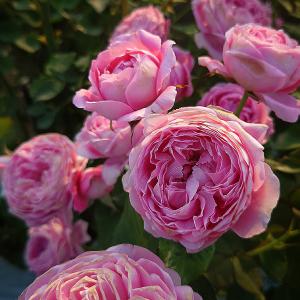 バラ苗 予約 新苗 12cmポット ストロベリー スウィング : Apple Roses