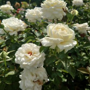 モーニング娘。　バラ売り可 バラ売可能】モーニング娘。 後藤真希 カード3枚セット - メルカリ