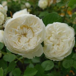 ピューレッツァ つる性 2026春発送 オーダー新苗 4号ロング