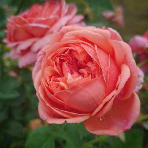 バラ苗 即納 大苗 18cmポット イフリート : Apple Roses - 通販
