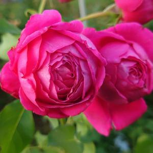 バラ苗 新苗育成苗 18cmポット ラブ・シック : Apple Roses - 通販