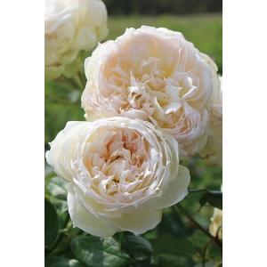バラ苗 新苗育成苗 18cmポット ザ・サイエンティスト : Apple Roses