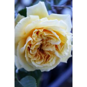 バラ苗 新苗育成苗 18cmポット ストロベリー スウィング : Apple Roses