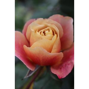 バラ苗のランキングtop100 人気売れ筋ランキング Yahoo ショッピング