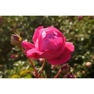 バラ苗　切りバラ苗　Appl♡ Jac♡k Rose苗 バラ苗 即納 大苗 18cmポット ラフ メイカー : Apple Roses - 通販