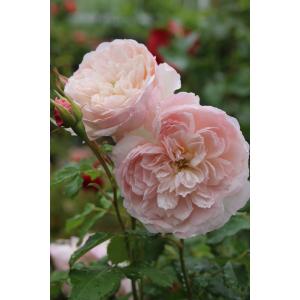 バラ苗　　切り花　8号鉢大苗 楽天市場】バラ苗 【スイートマスタード】 (大苗) ハイブリッド