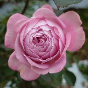 バラ苗 即納 大苗 18cmポット ラフ メイカー : Apple Roses - 通販