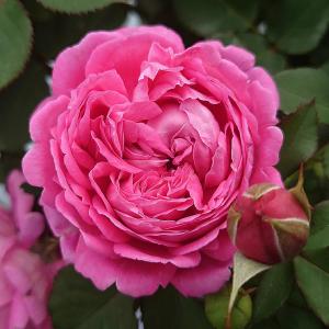 バラ苗 新苗育成苗 18cmポット メルヘン ...の詳細画像4