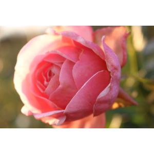 バラ苗 即納 大苗 18cmポット メロウ : Apple Roses - 通販 - Yahoo