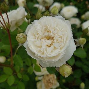 バラ苗 新苗育成苗 18cmポット ノーブル ハートの詳細画像2