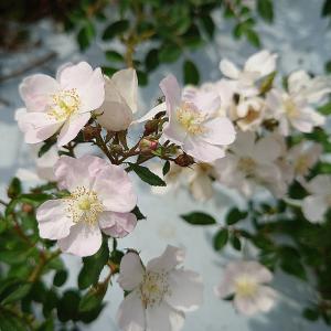 バラ苗 新苗育成苗 18cmポット 花千鳥 : Apple Roses - 通販 - Yahoo