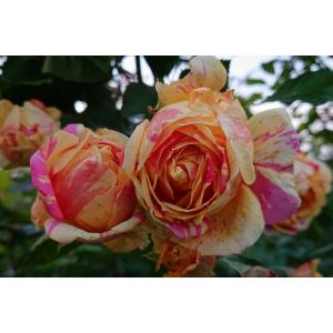 バラ苗 新苗育成苗 18cmポット  四季の香｜Apple Roses