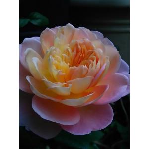 バラ苗 予約 新苗 12cmポット ラブ・シック : Apple Roses - 通販