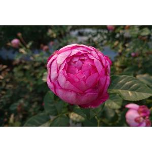 バラ苗 新苗 12cmポット 浮世