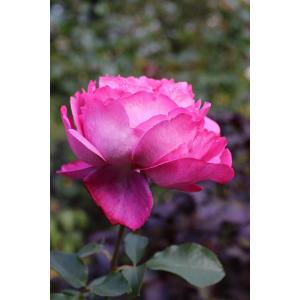 バラ苗のランキングtop100 人気売れ筋ランキング Yahoo ショッピング