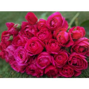 バラ苗  大苗18cmポット植え マイスタージンガー