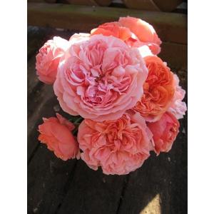 バラ苗  大苗18cmポット植え パウル クレー