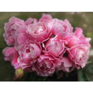 バラ苗 大苗 18cmポット ストロベリー スウィング