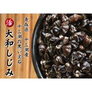 【青森県 十三湖 産 高級 活 しじみ 中粒 10kg（10キロ）】