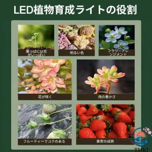 水耕栽培キット 家庭菜園 室内用水耕栽培キット...の詳細画像5
