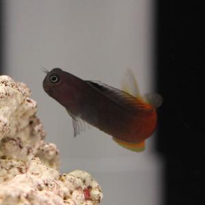 カエルウオの商品一覧 通販 Yahoo ショッピング