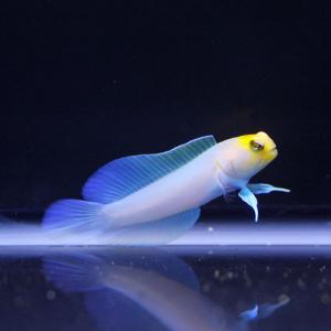 【人工餌OK！】イエローヘッドジョーフィッシュ 〈海水魚/サンゴ/生体〉