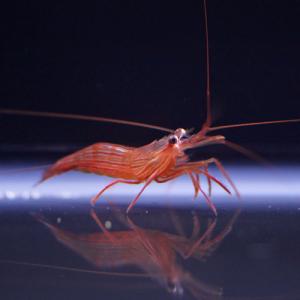 ペパーミントシュリンプ