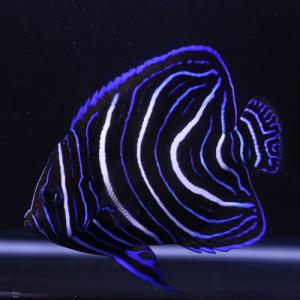 Aqua Lovers ヤフーショッピング店 ヤッコ 海水魚 Yahoo ショッピング