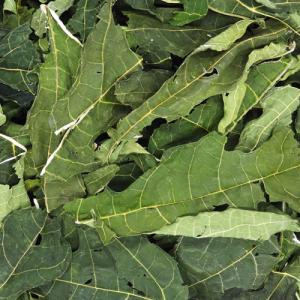 ナチュラルペットフード PRO スぺシャリーフ...の詳細画像1