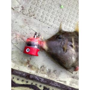 寄ってこい 爆烈釣光シンカー 25号 釣り 高...の詳細画像4